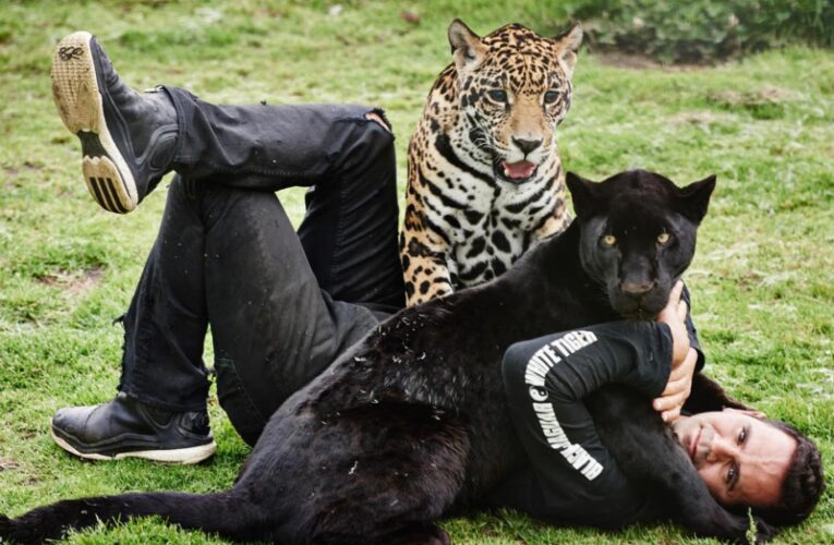 El mensaje equivocado del pseudo santuario de Black Jaguar White Tiger