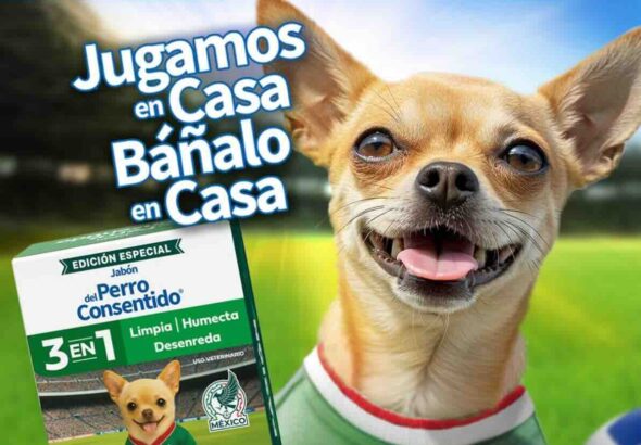 Grisi Mascotas